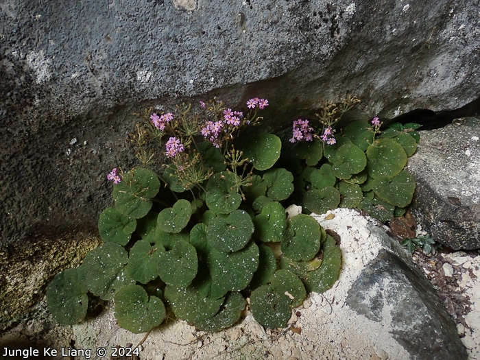 <i>Primula cavaleriei </i>