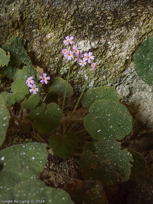 <i>Primula cavaleriei </i>