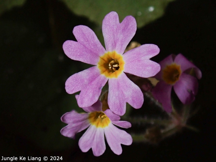 <i>Primula cavaleriei </i>