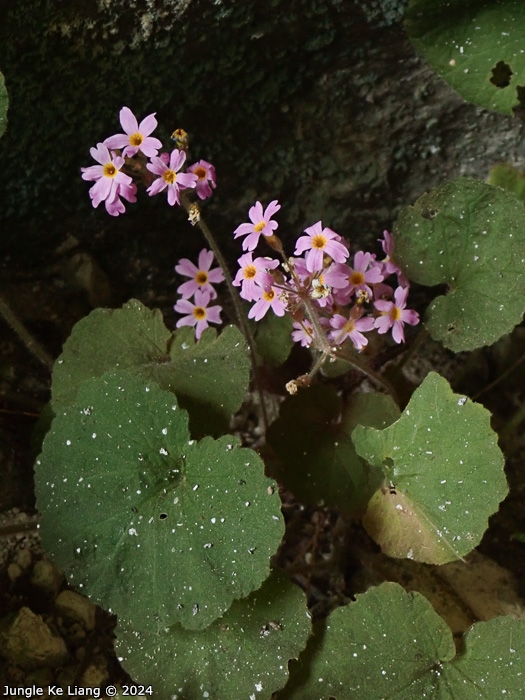<i>Primula cavaleriei </i>
