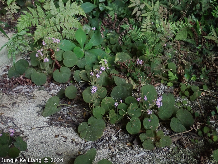 <i>Primula cavaleriei </i>