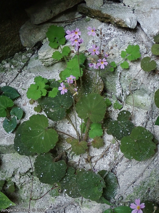 <i>Primula cavaleriei </i>