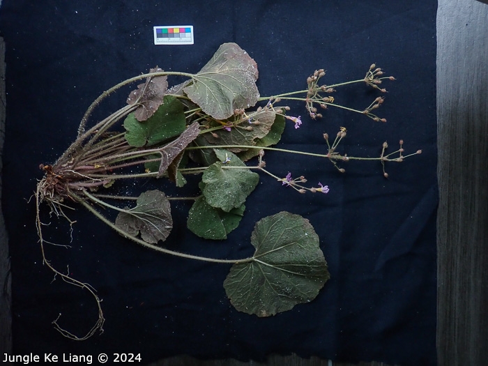 <i>Primula cavaleriei </i>