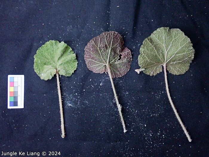 <i>Primula cavaleriei </i>