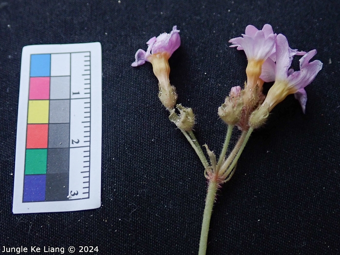<i>Primula cavaleriei </i>