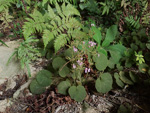 <i>Primula cavaleriei </i>
