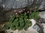 <i>Primula cavaleriei </i>