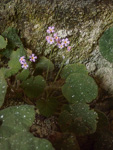 <i>Primula cavaleriei </i>