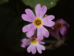 <i>Primula cavaleriei </i>