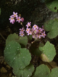 <i>Primula cavaleriei </i>