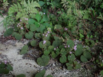 <i>Primula cavaleriei </i>