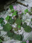 <i>Primula cavaleriei </i>