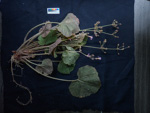 <i>Primula cavaleriei </i>