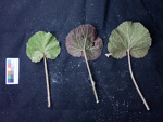 <i>Primula cavaleriei </i>