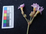 <i>Primula cavaleriei </i>