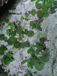 <i>Primula cavaleriei </i>