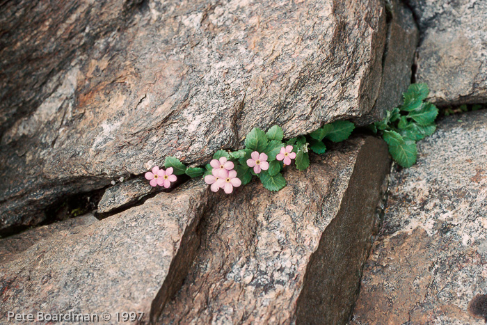 <i>Primula caveana </i>