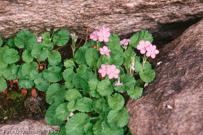 <i>Primula caveana </i>