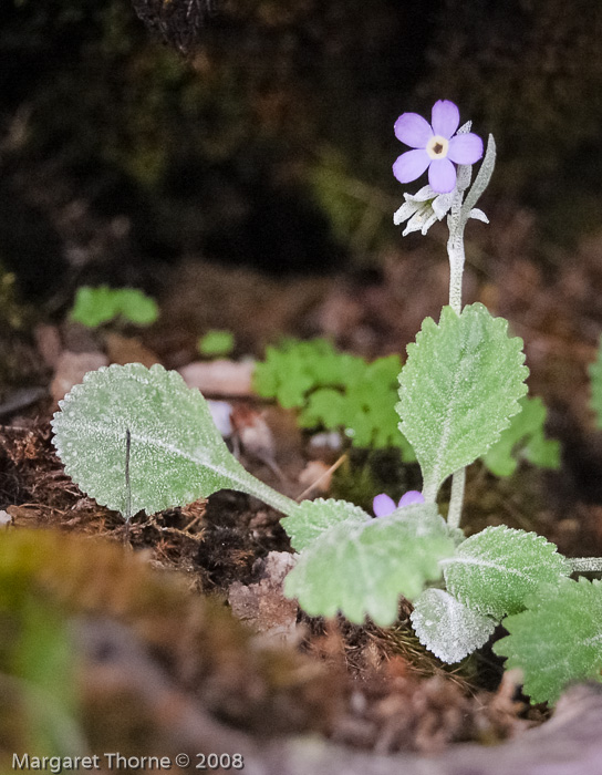 <i>Primula caveana </i>