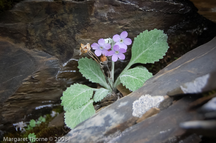 <i>Primula caveana </i>