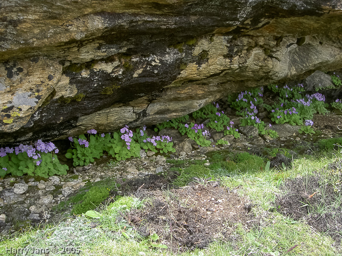 <i>Primula caveana </i>