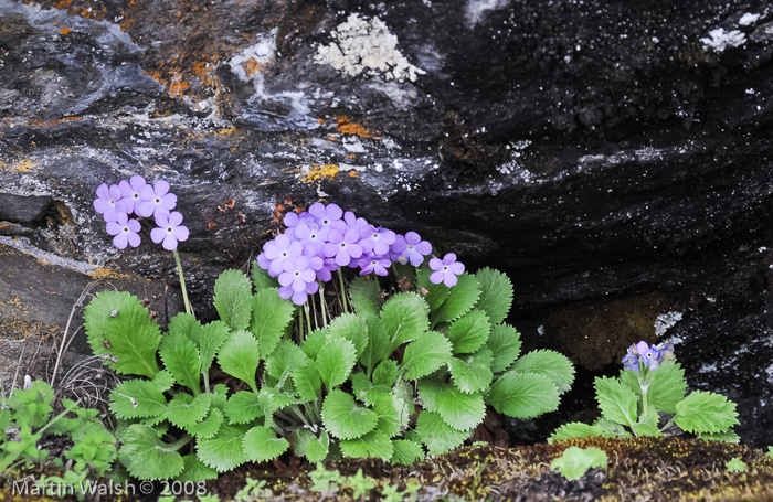 <i>Primula caveana </i>