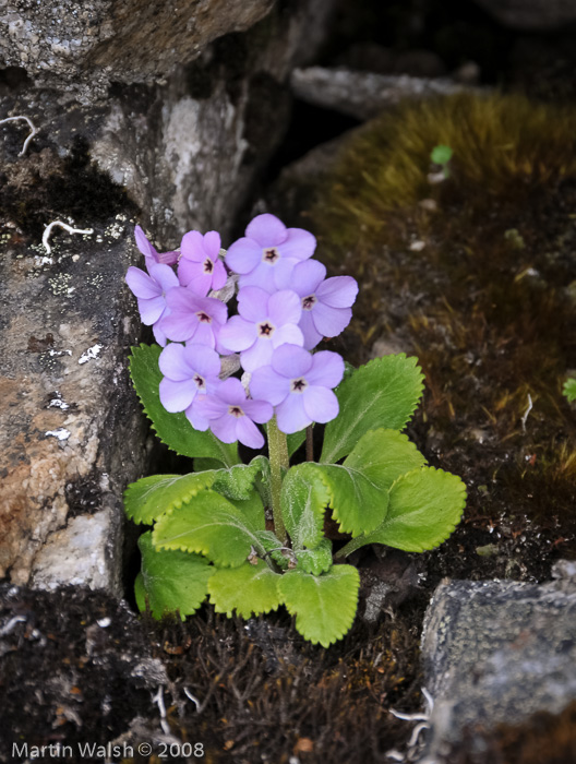 <i>Primula caveana </i>