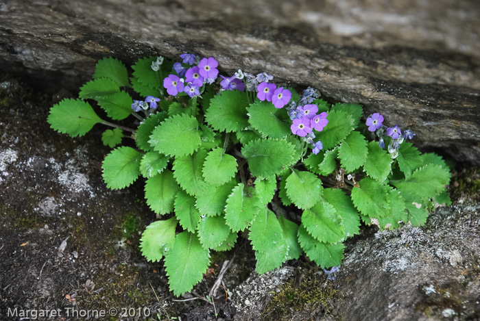 <i>Primula caveana </i>