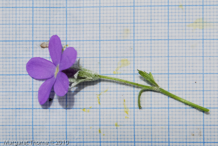 <i>Primula caveana </i>