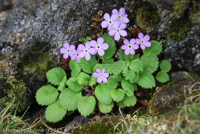 <i>Primula caveana </i>