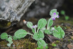 <i>Primula caveana </i>