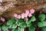 <i>Primula caveana </i>