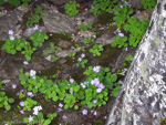 <i>Primula caveana </i>