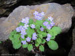 <i>Primula caveana </i>