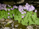 <i>Primula caveana </i>