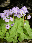 <i>Primula caveana </i>