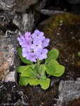 <i>Primula caveana </i>