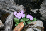 <i>Primula caveana </i>