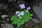 <i>Primula caveana </i>