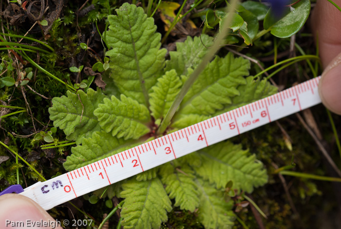 <i>Primula cawdoriana </i>