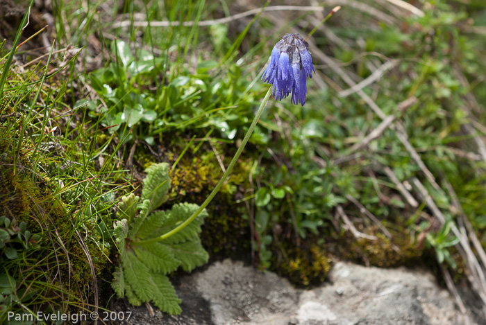 <i>Primula cawdoriana </i>