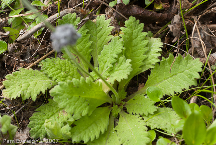 <i>Primula cawdoriana </i>