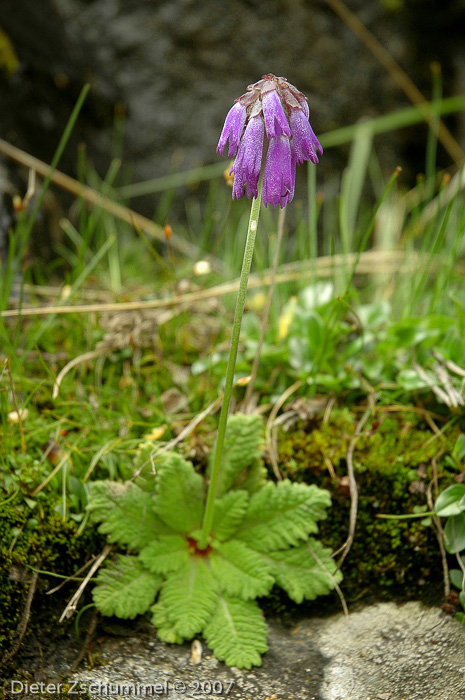 <i>Primula cawdoriana </i>