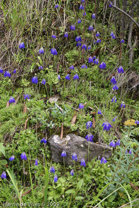 <i>Primula cawdoriana </i>