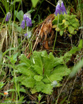 <i>Primula cawdoriana </i>