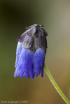 <i>Primula cawdoriana </i>