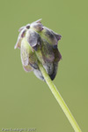 <i>Primula cawdoriana </i>