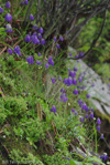 <i>Primula cawdoriana </i>