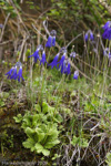 <i>Primula cawdoriana </i>