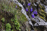 <i>Primula cawdoriana </i>